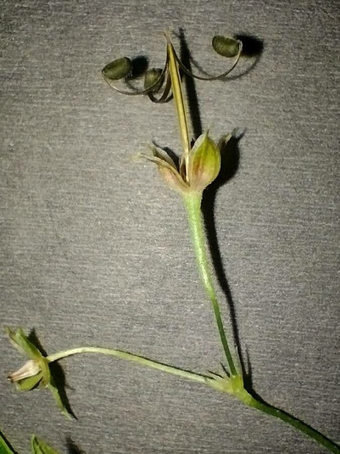 Géranium de Homean