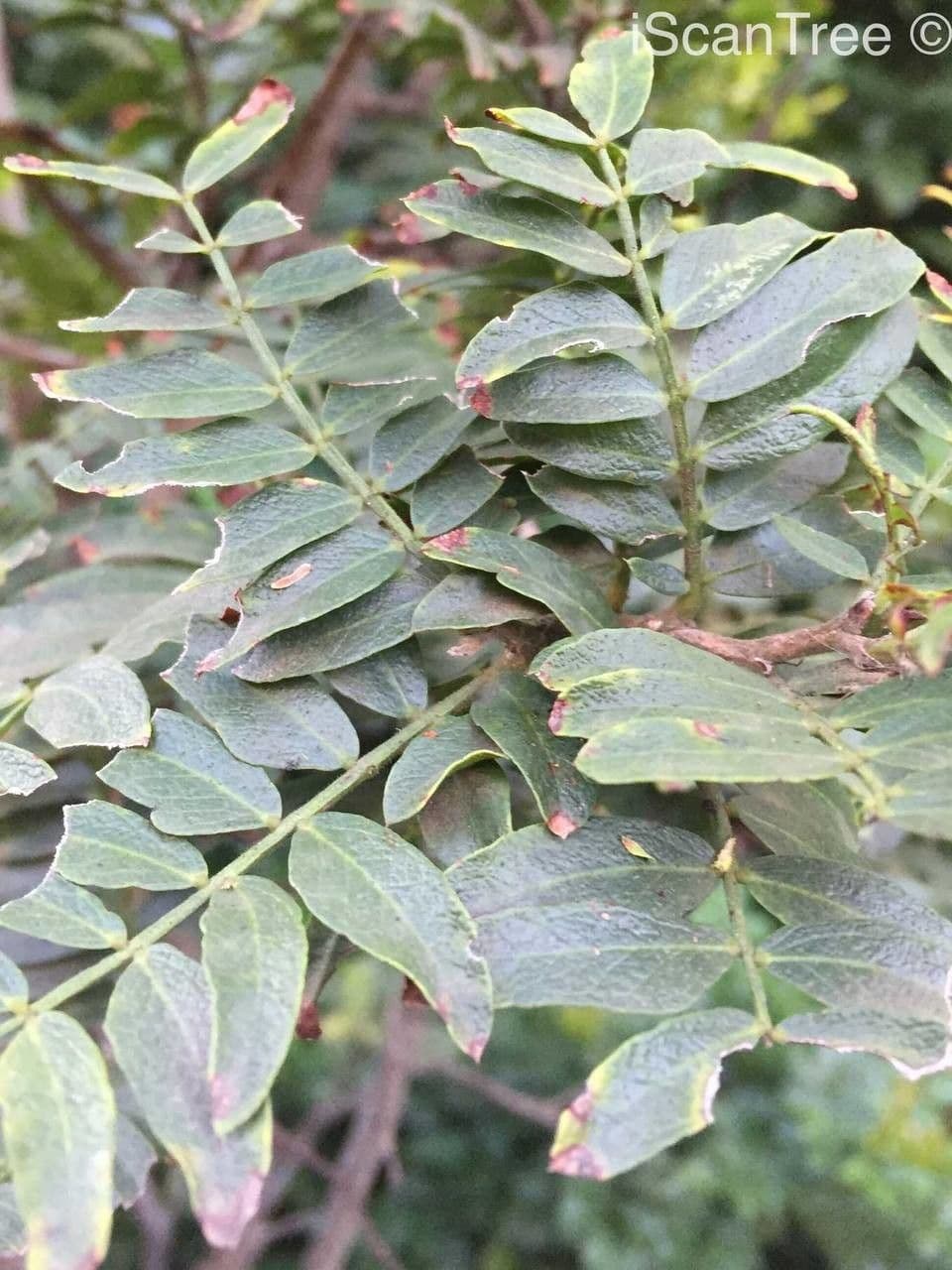 Schotia 9