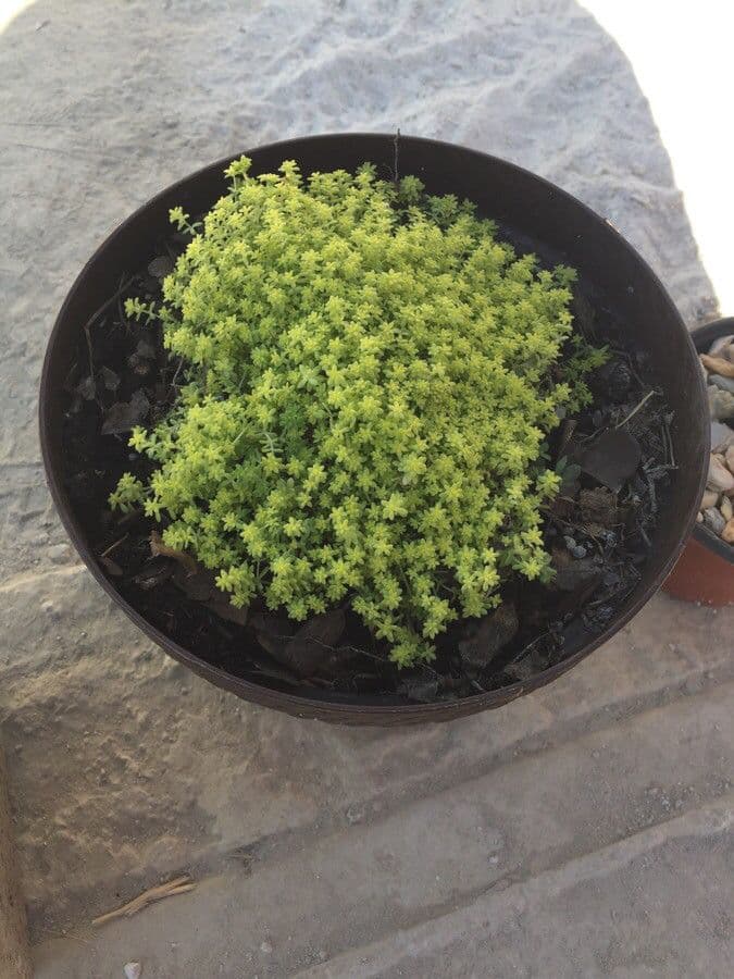 Eriogonum 8