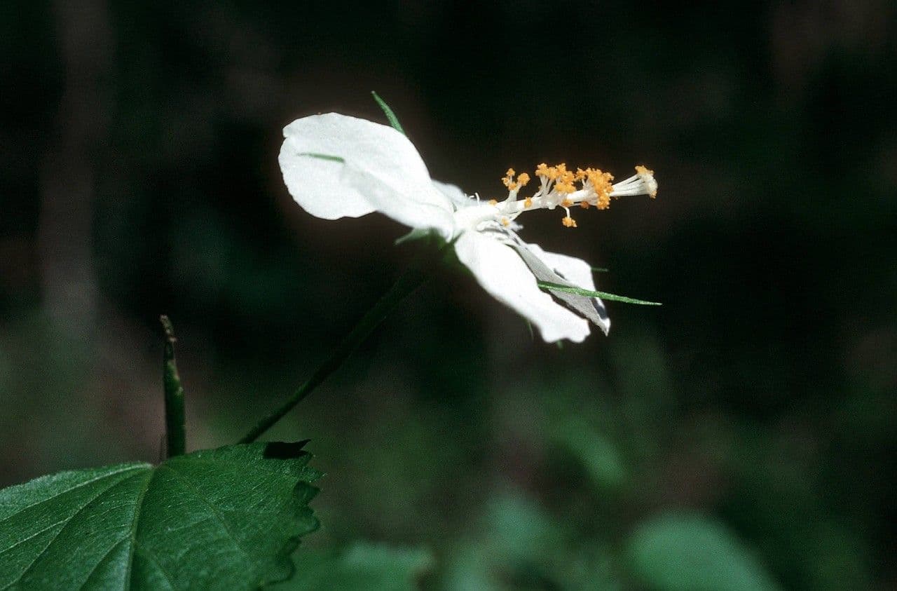 Pavonia spinosa 4