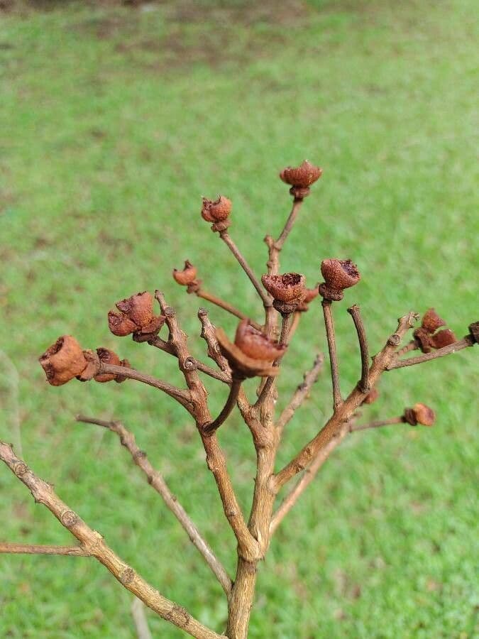 Glyptocarp-Lafoensia 4