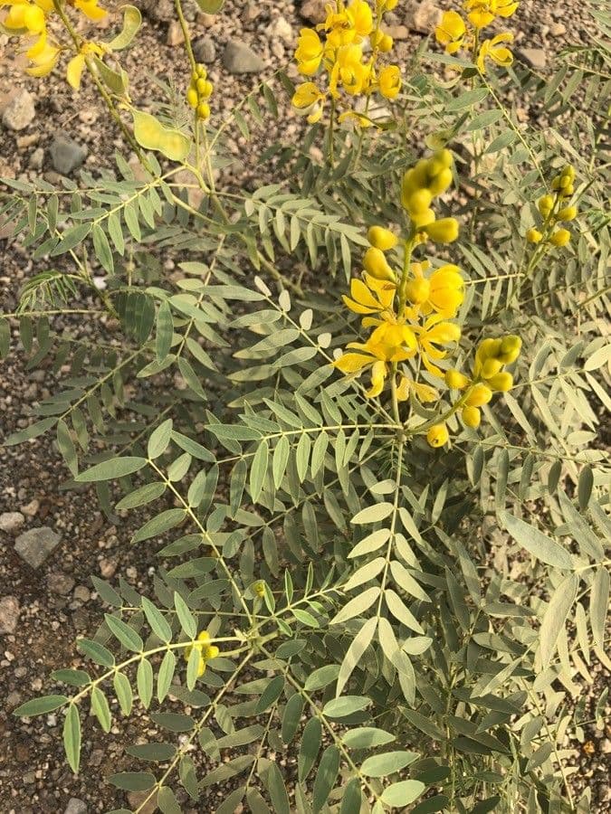 Senna petera 16