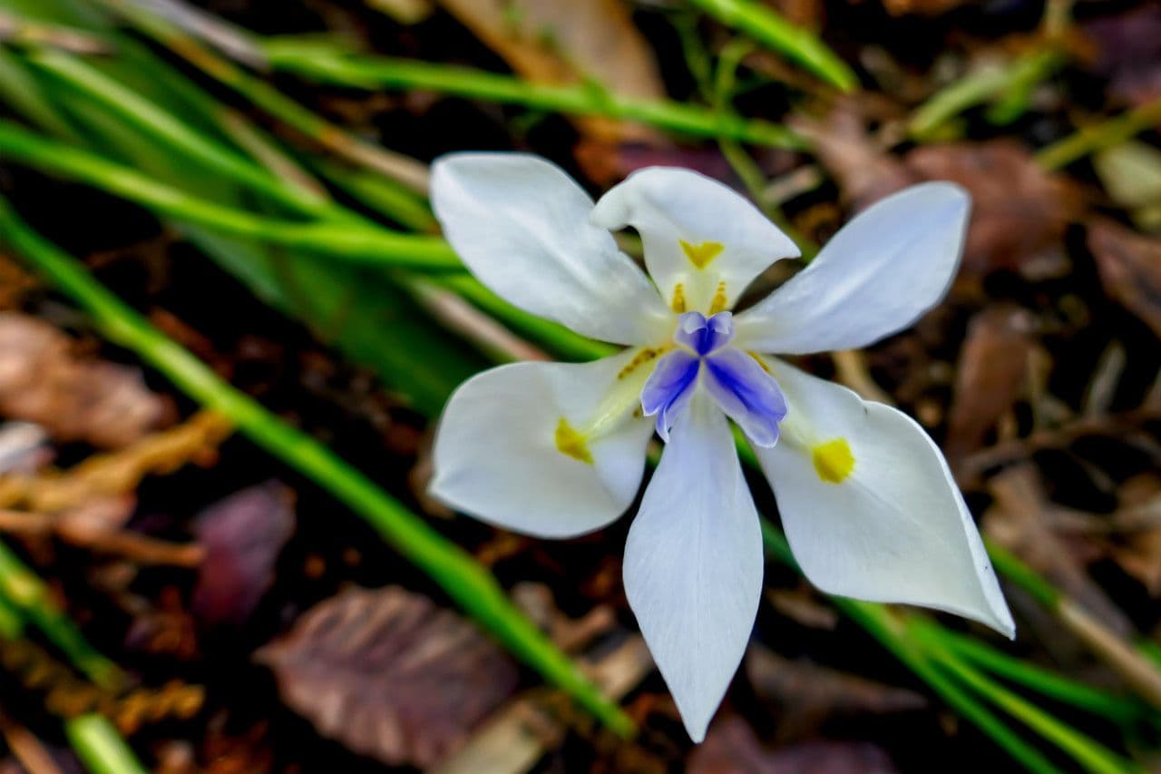 Many-flowered Moraca