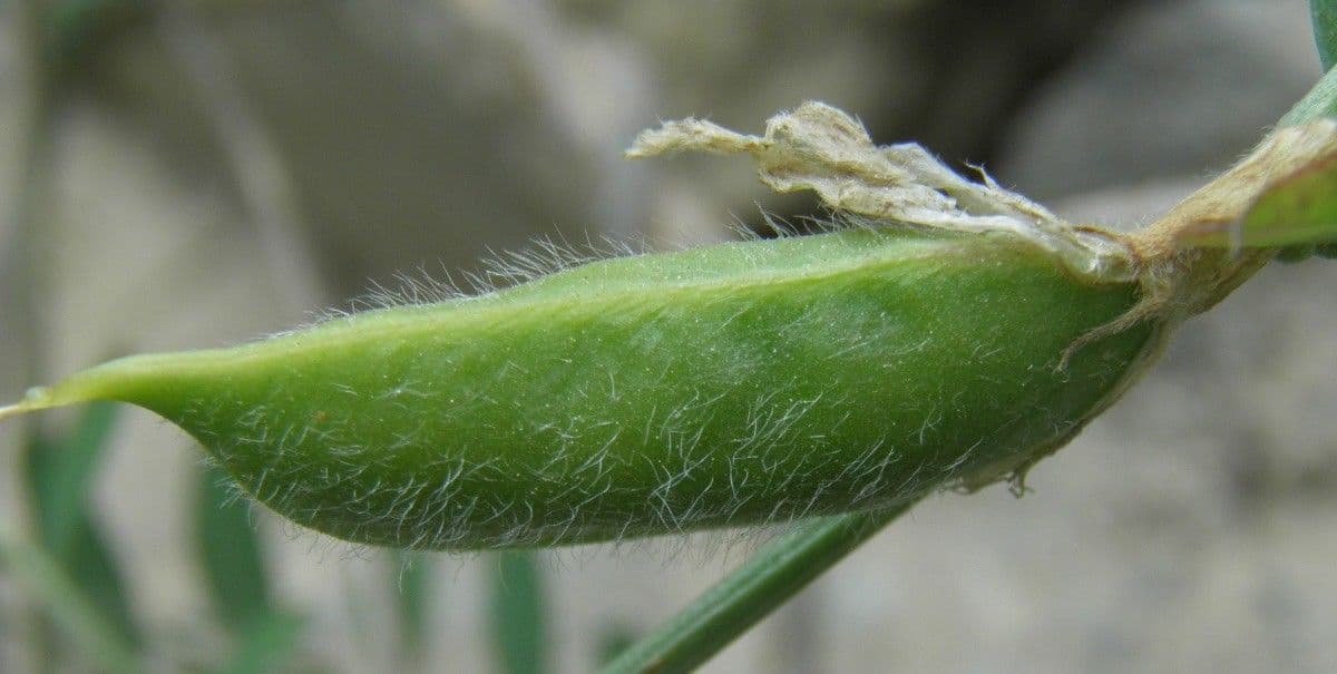 Vicia hybrida 5