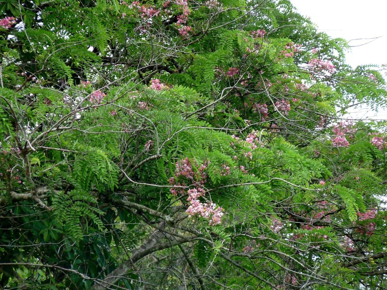 Cassia de Java 27