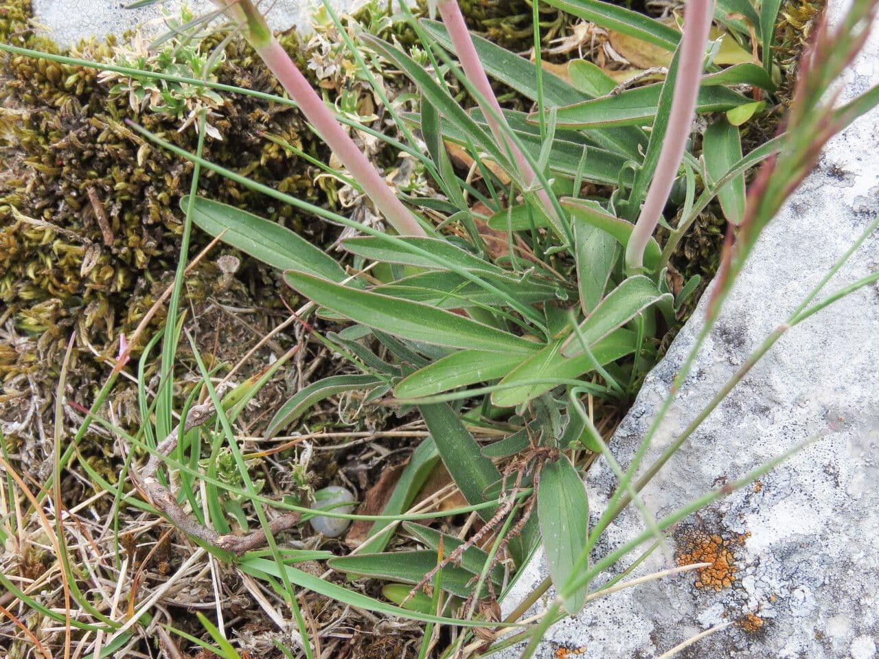 Valeriana tuberosa 18