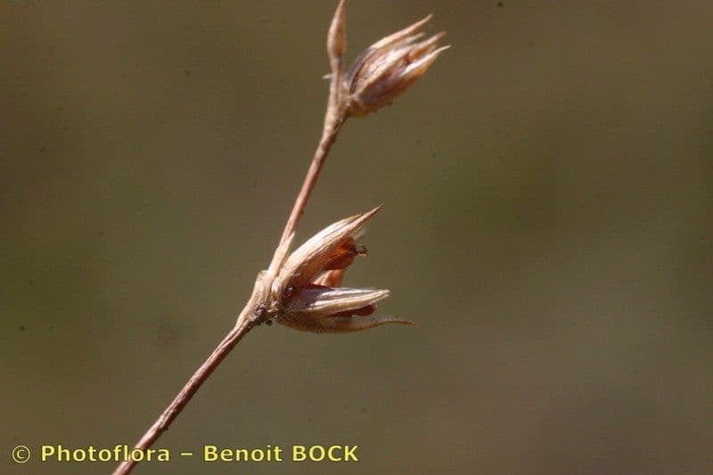 Kugel-Binsen 3
